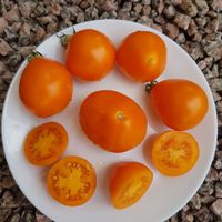 Grusha Oranzevaja, Orange Päron.